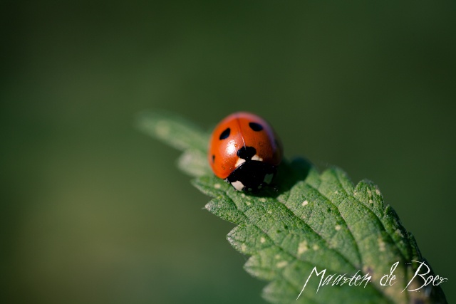 Ladybug Ladybug