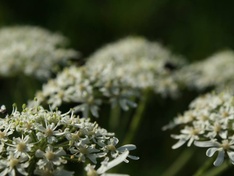 Bloem Close-up 1 Bloem Close-up 1