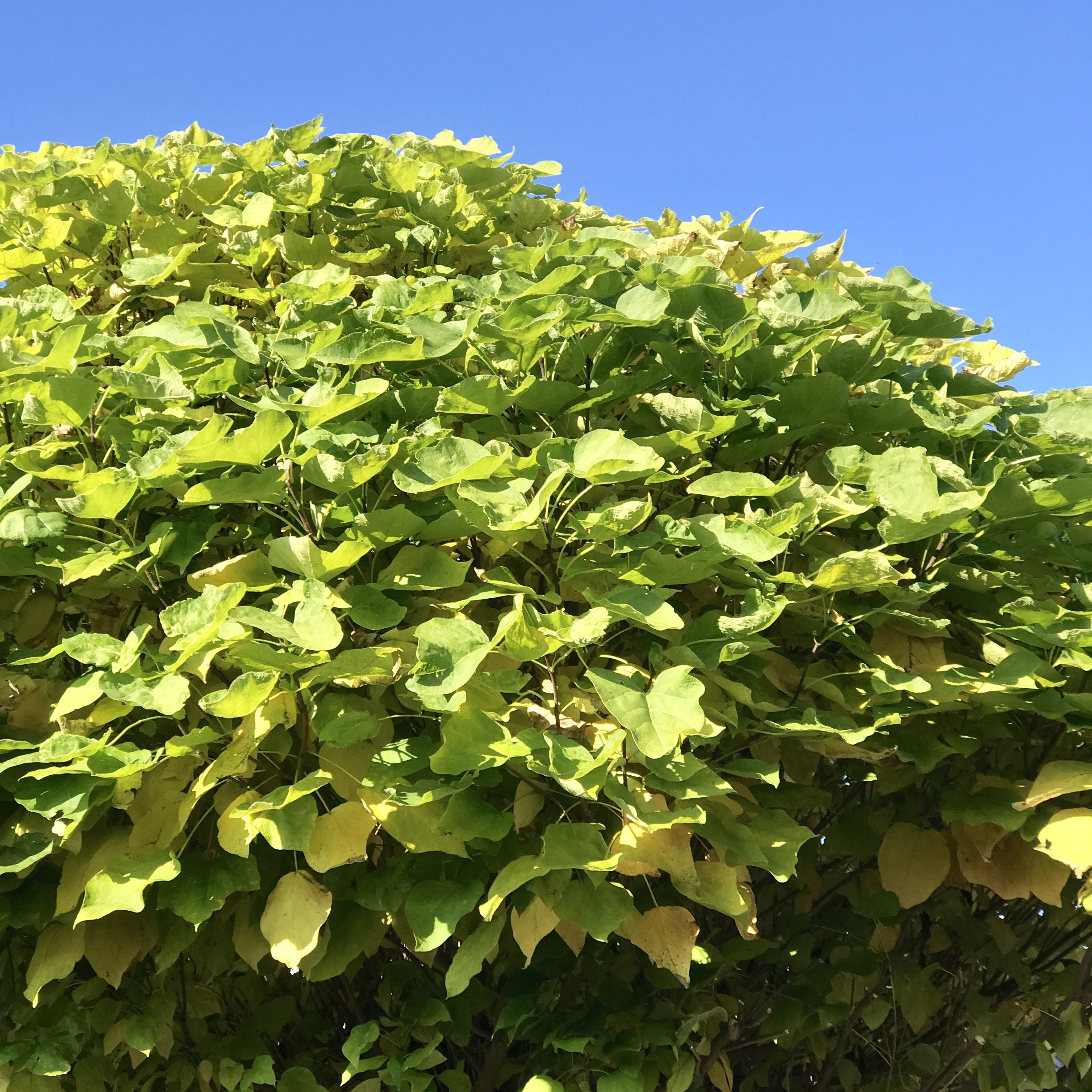 Groene blaadjes