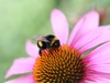 Hommel