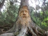 gezicht in boom