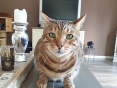 Afbeeldingslocatie: https://tweakers.net/ext/f/RoA6HKEY22Ny6T7YrtqQNrnC/medium.jpg