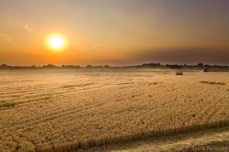 Oogst bij zonsondergang