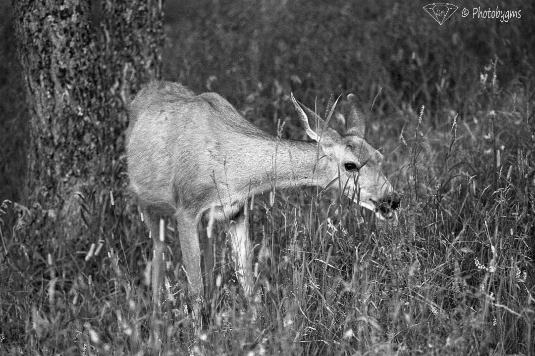 Ooh deer