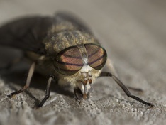 Afbeeldingslocatie: http://tweakers.net/ext/f/TbbByD5s0OcUs7bQDNL4oMq3/medium.jpg