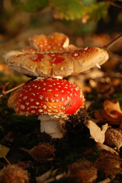 Paddestoelen