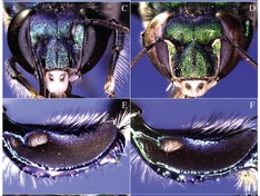 Euglossa bazinga