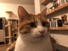 Kat zonder flits