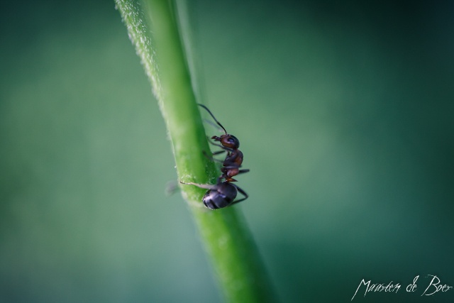 Ant