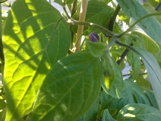 Foto bloem peper voorbeeld scherpstellen