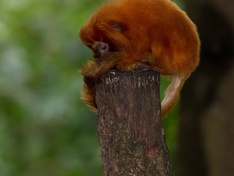 IMG_1348 - Monkey - Compressed - RAW