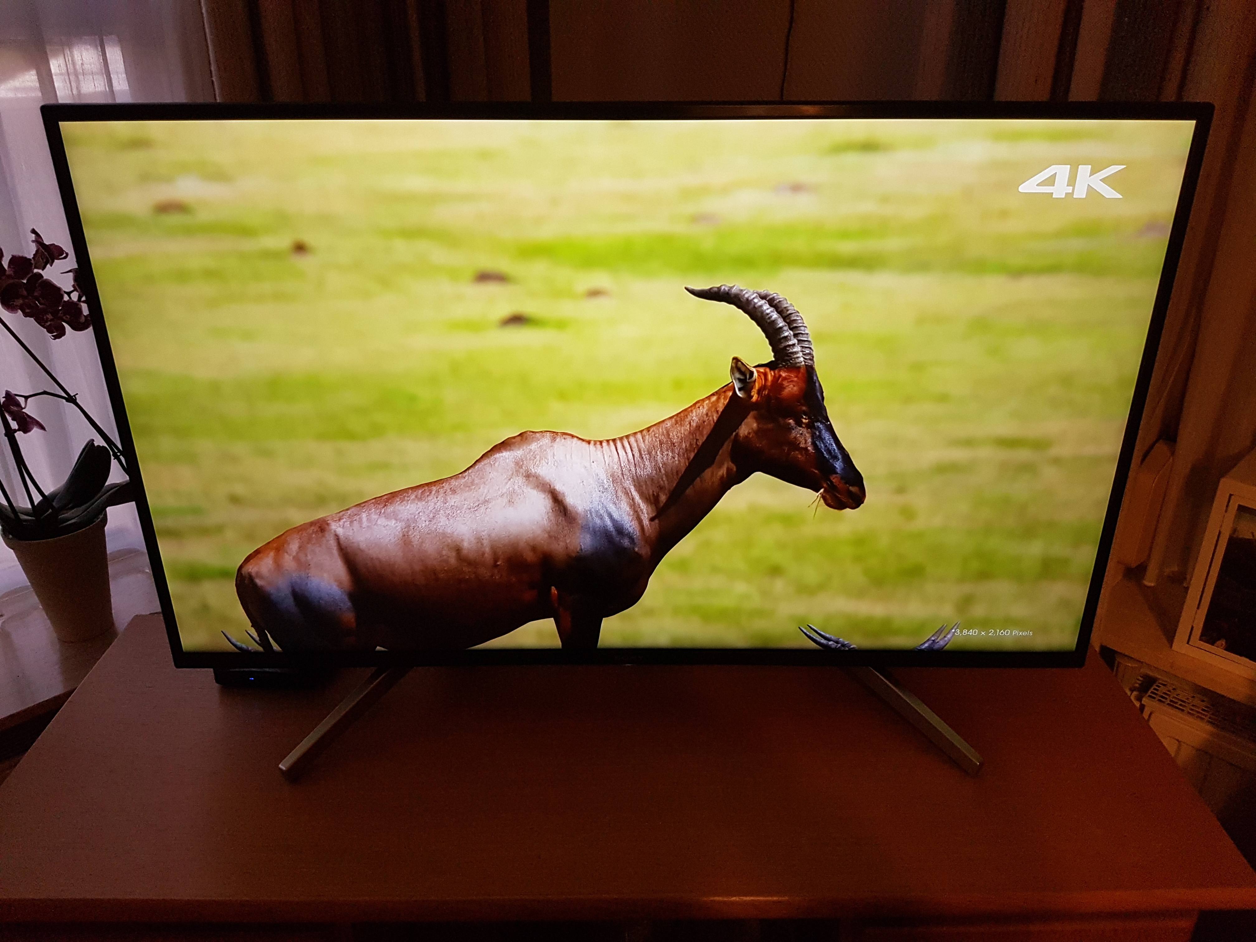 Antilope