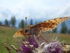 Vlinder (macro)