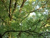 60 mm; F/4,2; 1/50s; VR; ISO-800; op D40 / 55-200mm VR