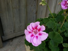 Roze bloem