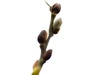 Tree Budding In Winter