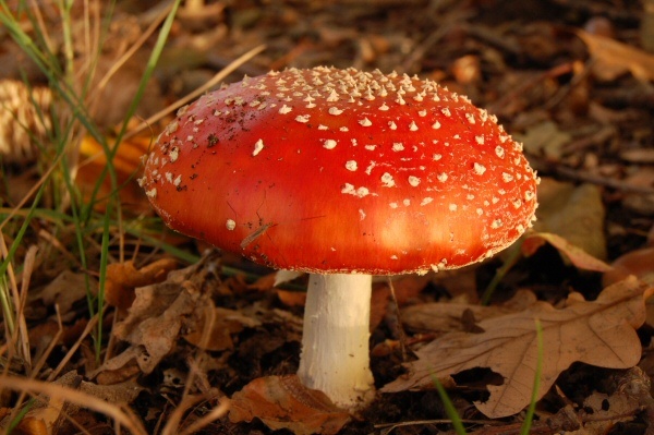 Kabouterstoel
