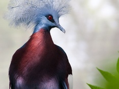 Bleu Crowned Pidgeon