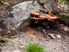 Afbeeldingslocatie: http://tweakers.net/ext/f/ZTWZEKPwG6yVt2LsWsCk8hCg/medium.jpg