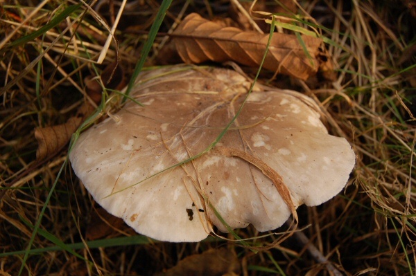 Grijze paddestoel