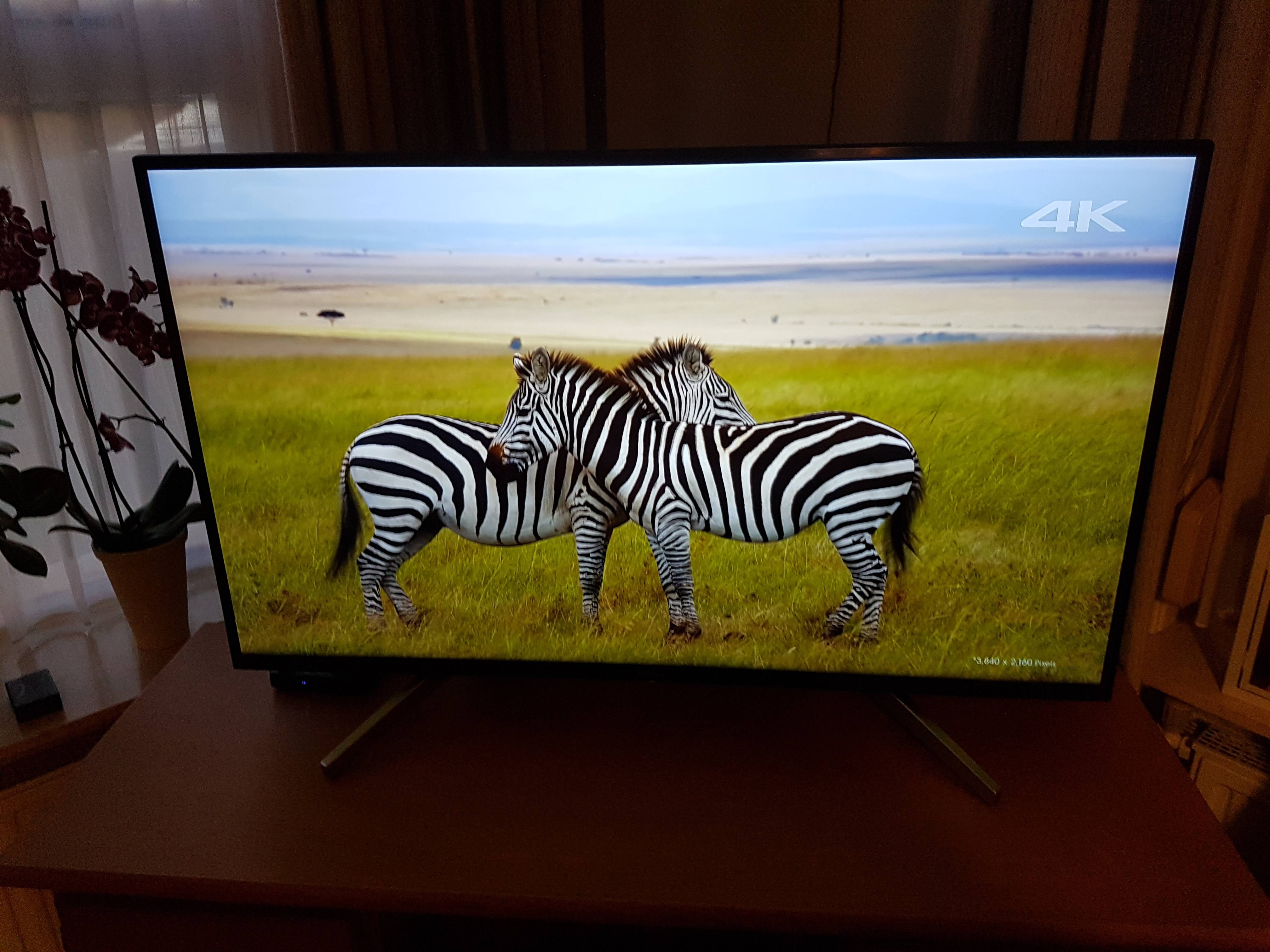 Zebra