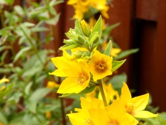 Bloemen