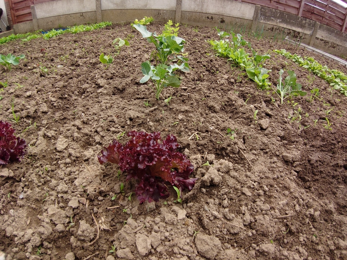 Plantje Groothoek camera