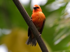 Vogel 1