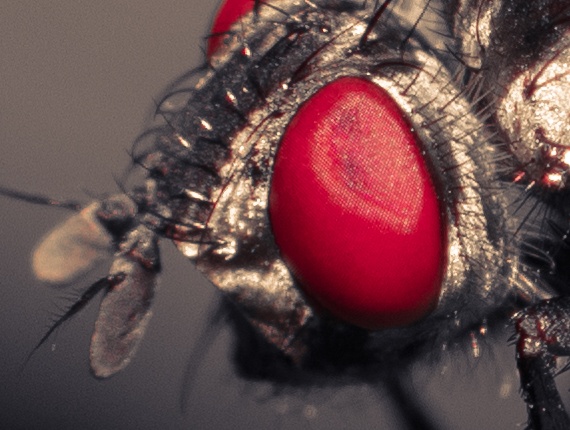 Fly (100% crop)