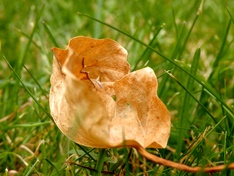 Blaadje