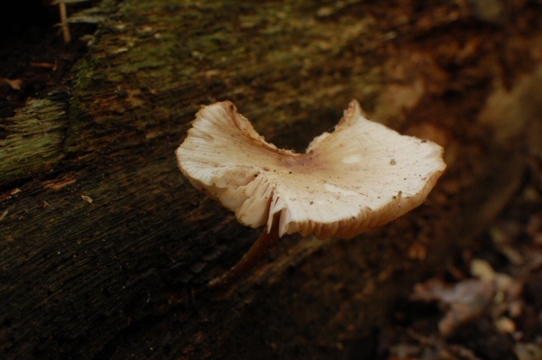 Paddestoel