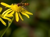 Afbeeldingslocatie: http://tweakers.net/ext/f/dp6g6SsvrEK4fyrvQCvml183/thumb.jpg