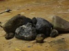Afbeeldingslocatie: http://tweakers.net/ext/f/e1b4a1272f26ba49bbb4e301f403de50/thumb.jpg