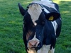 Afbeeldingslocatie: http://tweakers.net/ext/f/eY8134No4pGtCZ38YCfH1YfI/thumb.jpg