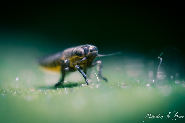 Alien Insect