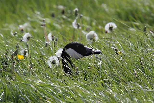 Canadese Gans
