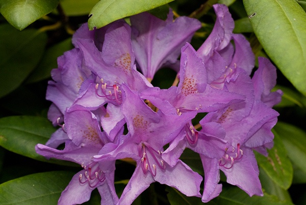 Bloem thumb Bloem thumb