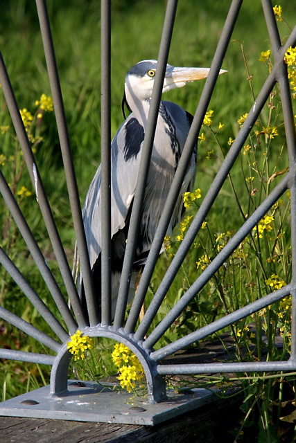 Reiger