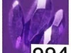 Shards Shards