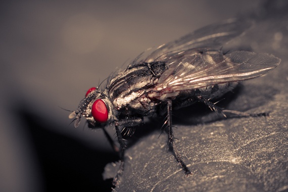 Fly