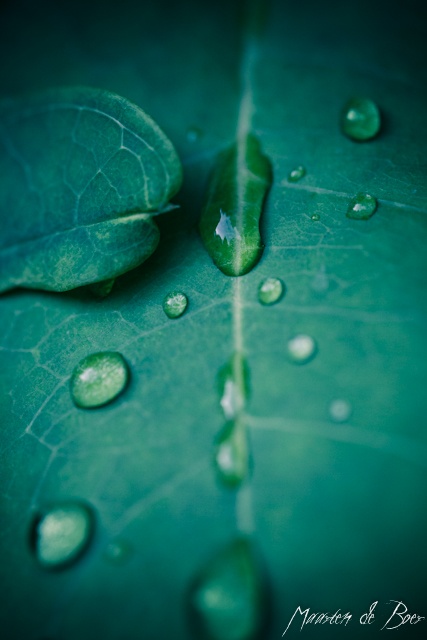 Summer Rain