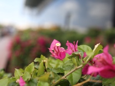 Bloem1