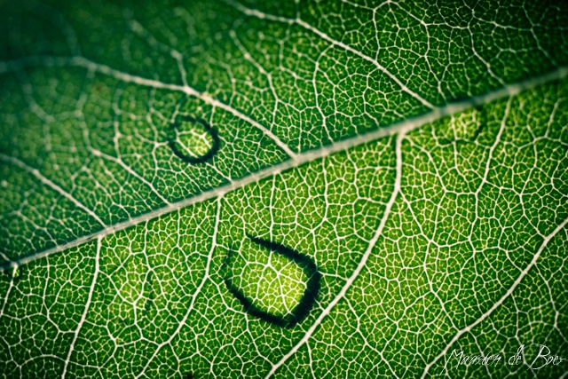 Leaf
