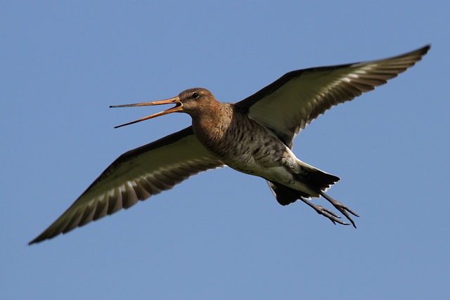 Grutto klein