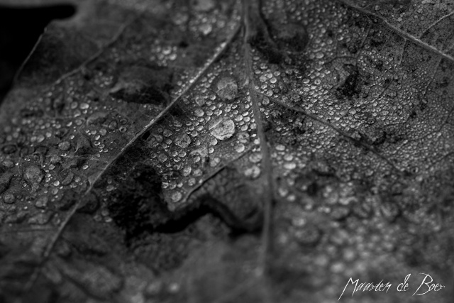 Leaf's tears II (thumb)