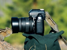 Squirrel Foto Team