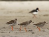 Tureluurs met scholekster