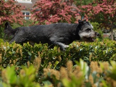 Springende hond