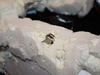 Afbeeldingslocatie: http://tweakers.net/ext/f/mmybas8Q7QYJZFCJj71T84Pq/thumb.jpg