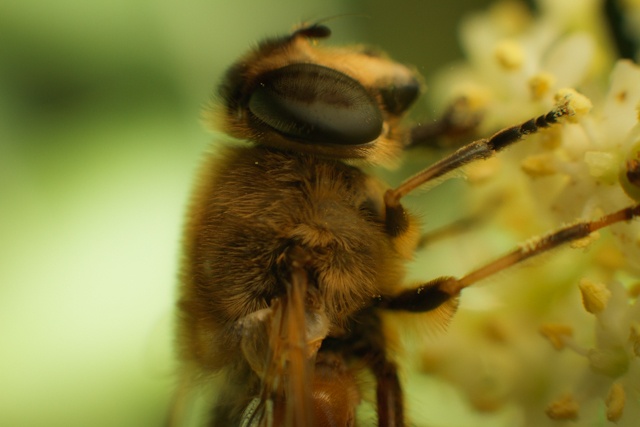 Bee My Friend